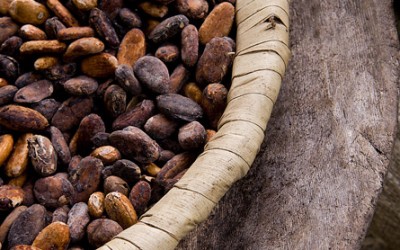 Pour en savoir plus sur le Cacao