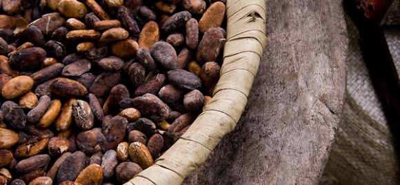 chocolat comment ça pousse (6)