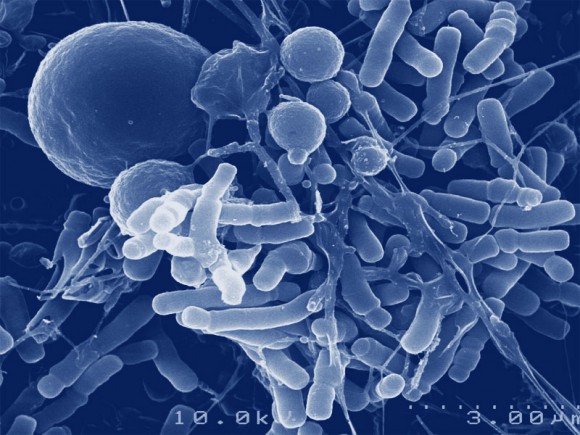 cacao- bifidobacterium